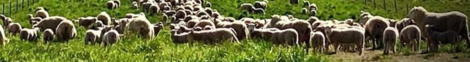 Sheep farming in NSW