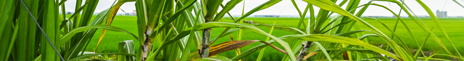 Sugar cane field in Queensland Australia