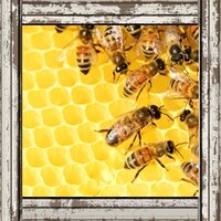 How to help Bees help us