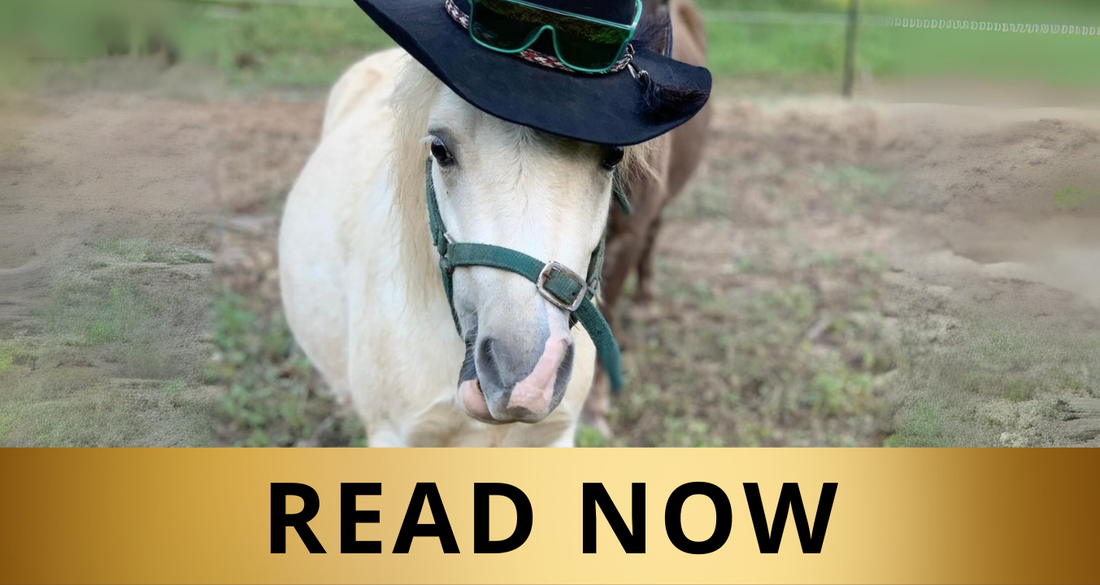 Animals and the Summer Heat