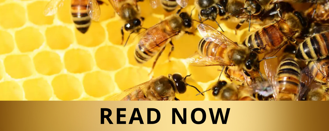 Why Honey Bees Matter - And How You Can Help