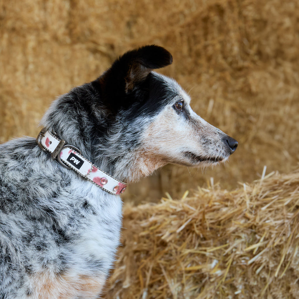 Pure Western Randy Dog Collar (P6S2936CLR) Tan
